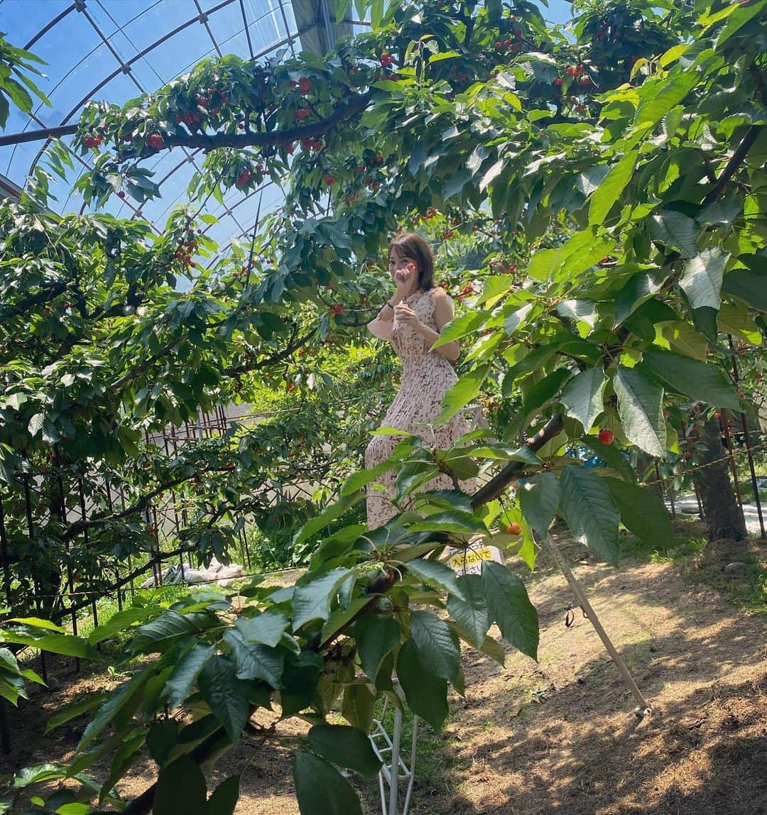 上本昌代さんのインスタグラム写真 - (上本昌代Instagram)「さくらんぼ狩り🍒 ハシゴに登ってさくらんぼ取るのが楽しすぎた🪜 場に合ってない服装なのが😂 ※フィルター使用  #さくらんぼ狩り #🍒 #cherrypicking #月夜野まるかチェリー園 #月夜野 #想い出 #memories #時差投稿」10月7日 21時54分 - masayomai