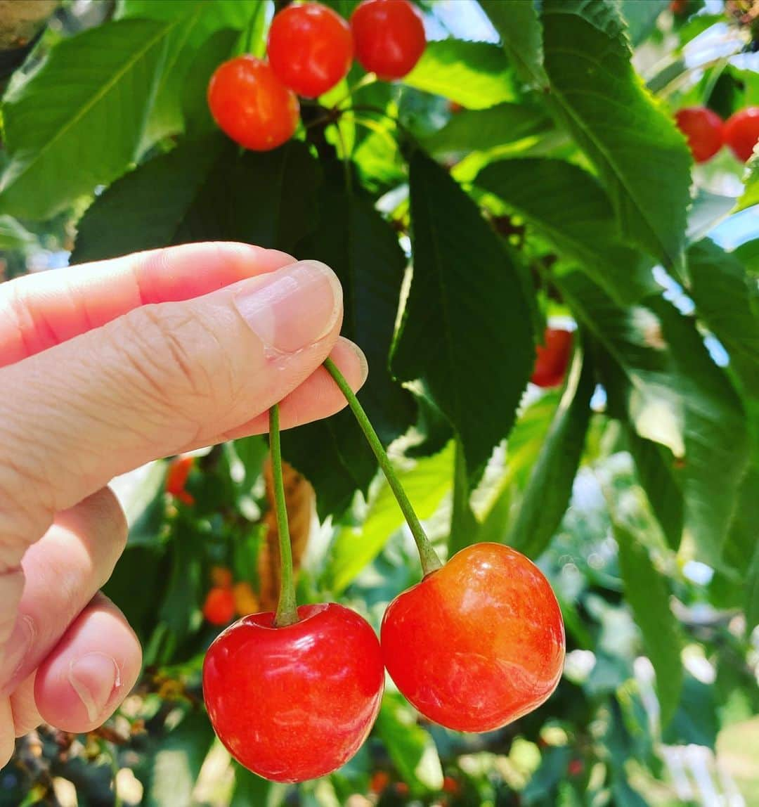 上本昌代さんのインスタグラム写真 - (上本昌代Instagram)「さくらんぼ狩り🍒 ハシゴに登ってさくらんぼ取るのが楽しすぎた🪜 場に合ってない服装なのが😂 ※フィルター使用  #さくらんぼ狩り #🍒 #cherrypicking #月夜野まるかチェリー園 #月夜野 #想い出 #memories #時差投稿」10月7日 21時54分 - masayomai