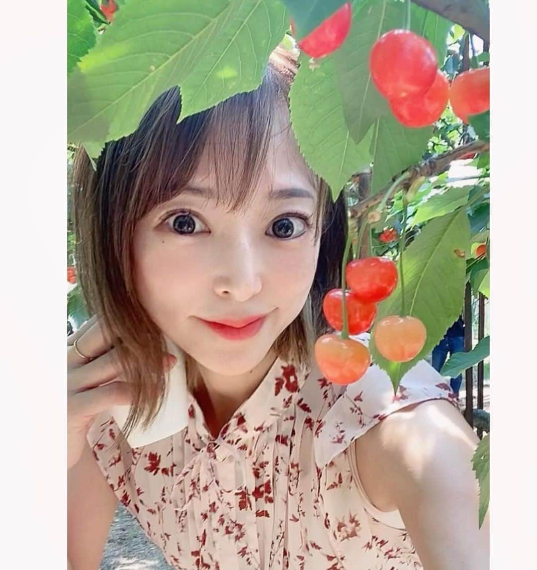 上本昌代のインスタグラム：「さくらんぼ狩り🍒 ハシゴに登ってさくらんぼ取るのが楽しすぎた🪜 場に合ってない服装なのが😂 ※フィルター使用  #さくらんぼ狩り #🍒 #cherrypicking #月夜野まるかチェリー園 #月夜野 #想い出 #memories #時差投稿」