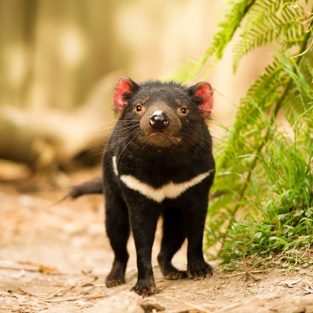 アニマルプラネットのインスタグラム：「Don't let its name fool you: the #TasmanianDevil is only about the size of a small terrier dog, poses no threat to humans and prefers to feed on carrion.   Still, its loud and unnerving nighttime screeches have earned it an oversized reputation! 😱  #Nocturnal #Fall #Halloween #TasmanianDevil #Wildlife」
