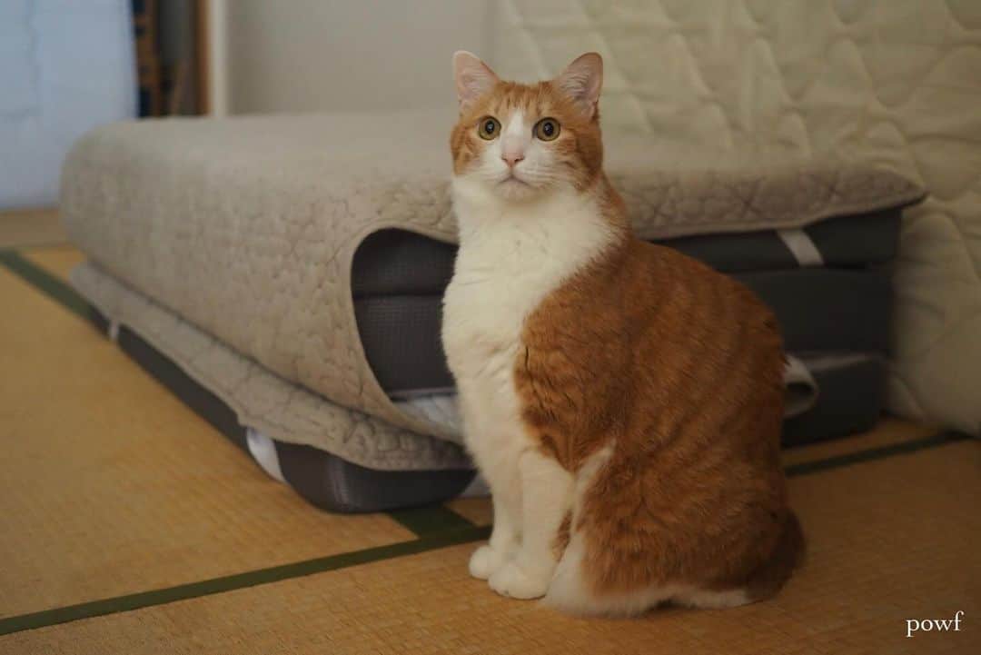 anemone_69のインスタグラム：「🐈 . オカーサンの敷布団が 新しくなりました。 寝心地はどうか ボクが確かめたいと思います。 . . #ハカセとキョウジュ #茶トラ白 #茶白 #cat #猫 #保護猫 . . .」