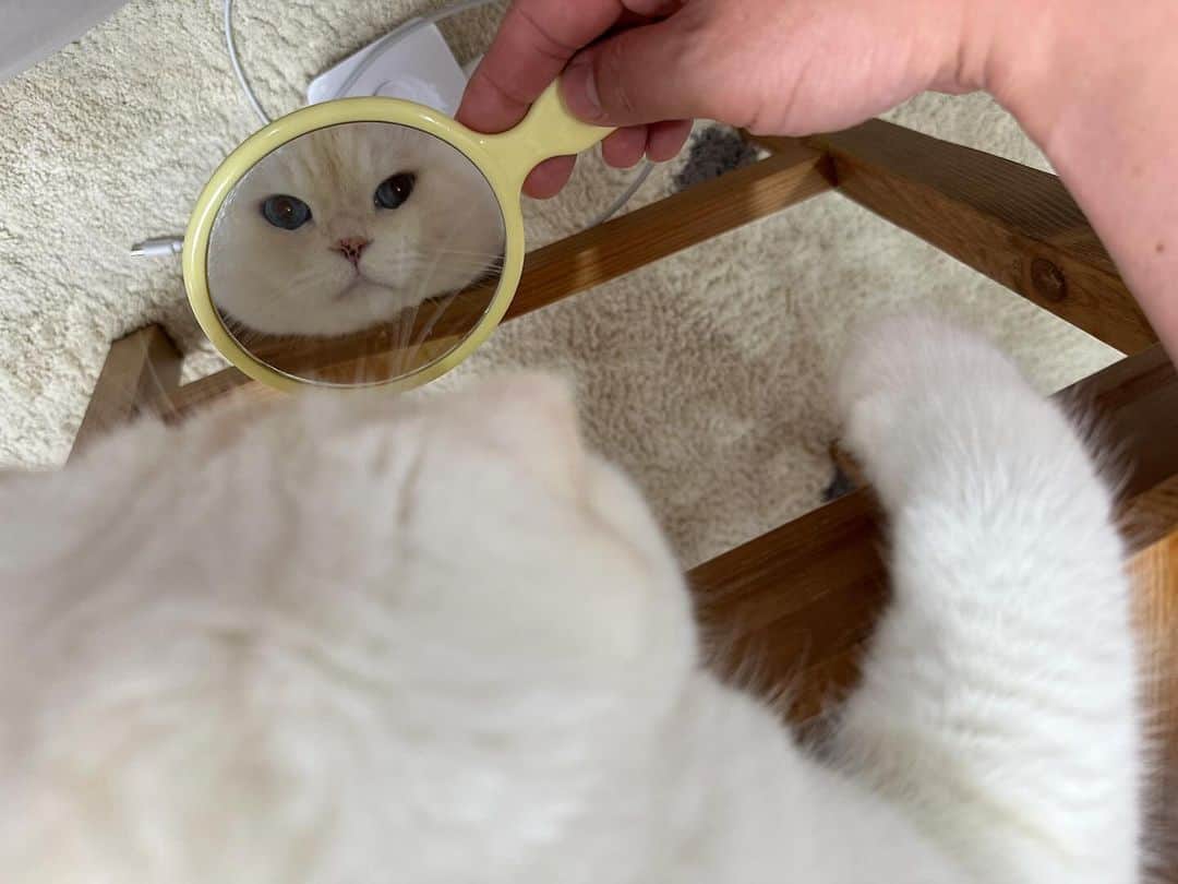 SoonMooのインスタグラム：「내 얼굴로 살기🐱 vs 10억 받고 아빠랑 얼굴 바꾸기👦  #순무 #SoonMoo」