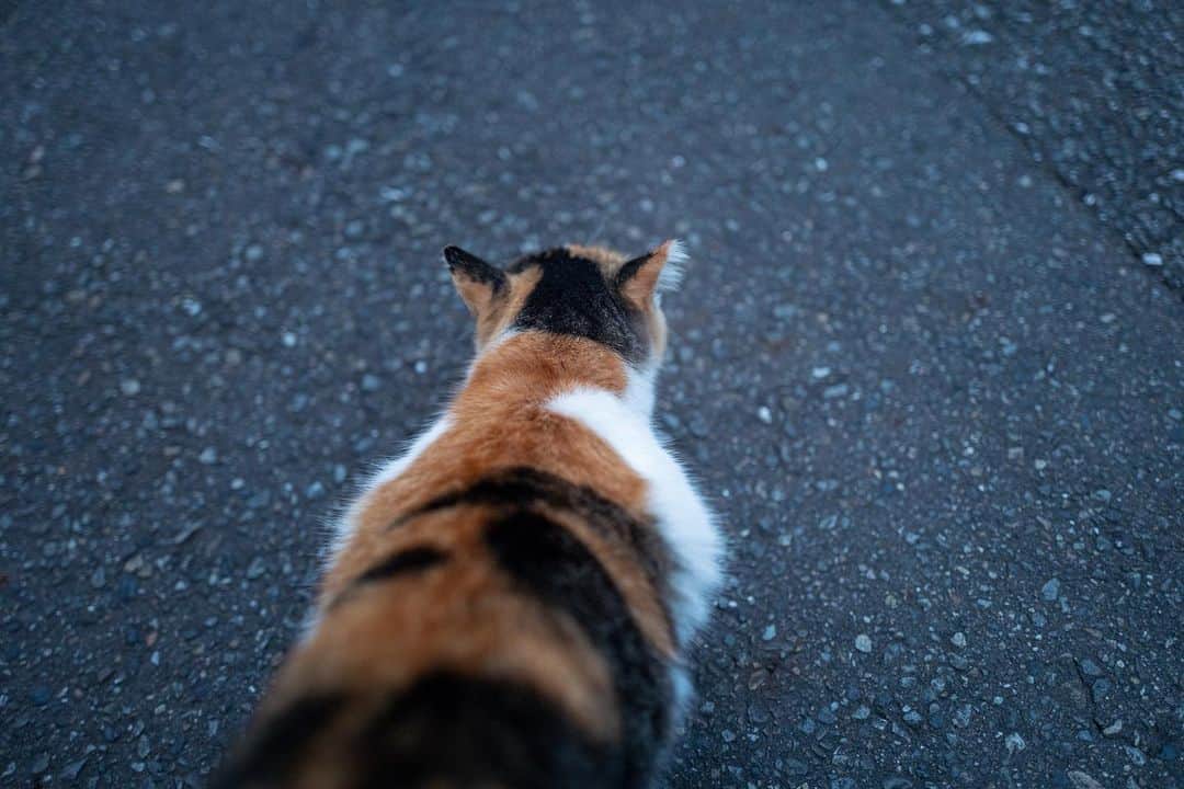 角田美喜のインスタグラム：「お散歩中失礼します😊振り返ってくれそうでくれないのでした🐈 #ねこ  #cat」