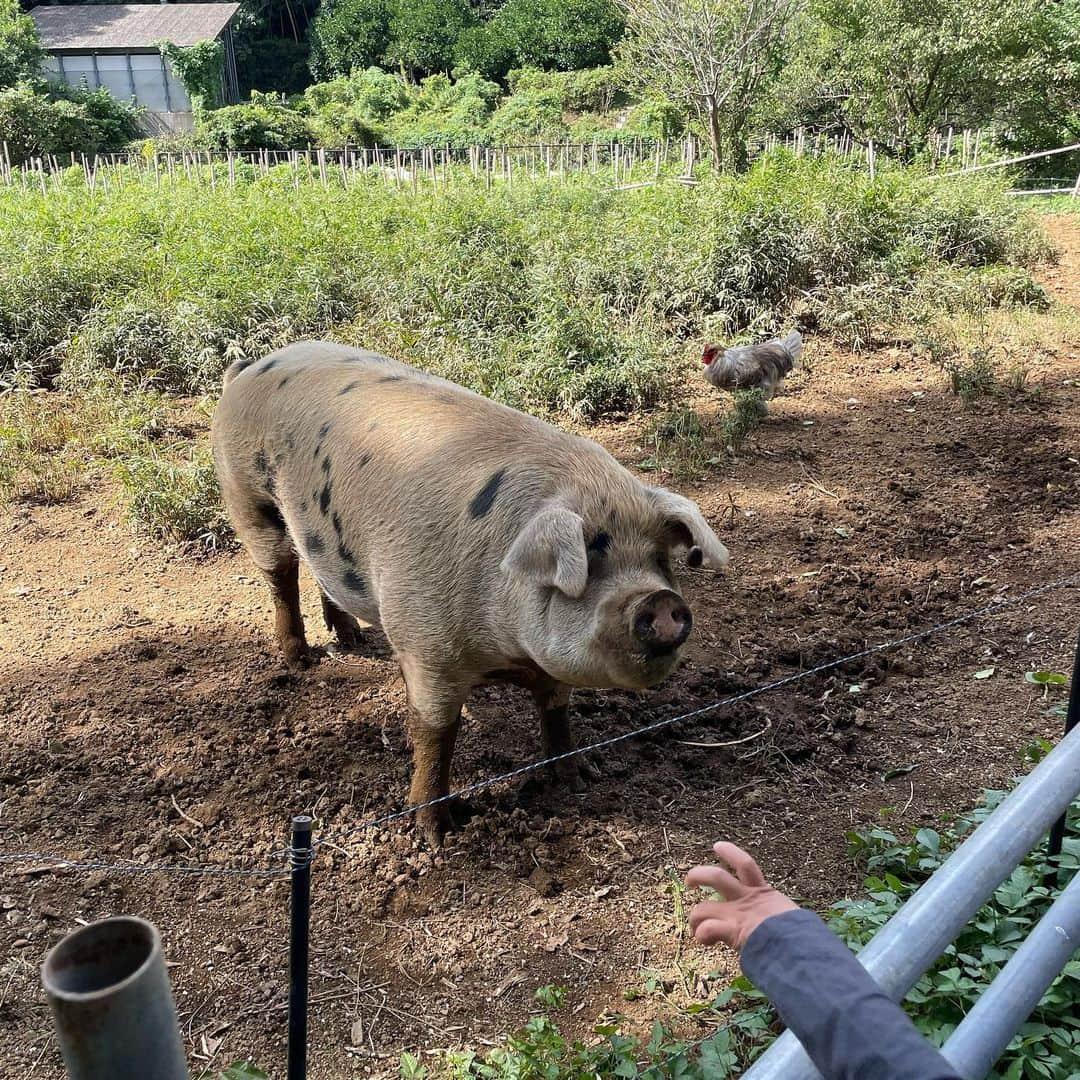 愛可さんのインスタグラム写真 - (愛可Instagram)「・ 今日はお芋掘りへ行ってきたので、お芋ご飯を作りました。 とにかく息子はお魚が好きなのでメインはカジキの竜田揚げ。　　 お魚BOYのおかげで、我が家の夕飯はほどんどお魚です。 いつかは「お肉お肉！」の日が来るのかな？  私の大好きな秋茄子はきのこと味噌炒めに。  ブロッコリーと、お揚げをトースターでパリッと焼いて、 おろし生姜とネギとおかかを乗せたものはお父ちゃんのビールのあてに。  とにかく早く作れて美味しいご飯を考える日々です。  芋掘りは無農薬のお野菜や、平飼いの卵が購入できるSHO FARMさんへ。　 自然の中に入ると、息子の好奇心のスイッチが入るようで、 植物とか虫とか動物とか水の中とか、ひとり黙々とぶつぶつ言いながら、研究しておられます。  #愛可ごはん」10月7日 22時23分 - aikick