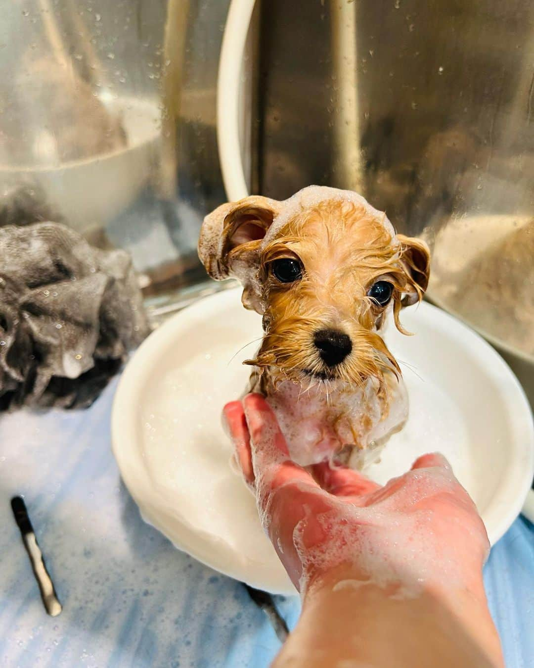 小湊よつ葉のインスタグラム：「🐶  初めてのシャンプー🛁  シャンプーokになったのでシャンプーしてもらいに連れて行ってきました🛁  シャンプー当日ってこんなにふわふわな触り心地になるんだね！！！  びっくりした！  お迎えに行って抱っこした瞬間「うわ、ふわふわ」って声出ちゃったもん！  とってもおりこうさんでしたって言ってもらえて鼻高々でした☺️  スタッフのお姉さんにシャンプー中の写真をいただいたんだけど、可愛すぎない？  彫り深い人みたいになってるし🥺💕  あ、彫り深い犬か🐶  頑張ってくれたのでご褒美にクマさんハウス買いました🧸  ご褒美とか言ってシャンプー待ってる間わんちゃんグッズのショップ見つけてぷらぷらしてたら買っちゃっただけなんだけどね。笑  さっき私がお風呂出た時にクマさんハウスから出てきたから、多分入っててくれたんだと思うんだけど、入ってる時の写真が撮れたらすぐ載せます🧸💓  #🐶 #わんこ #犬 #マルプー #初めてのシャンプー #シャンプー」