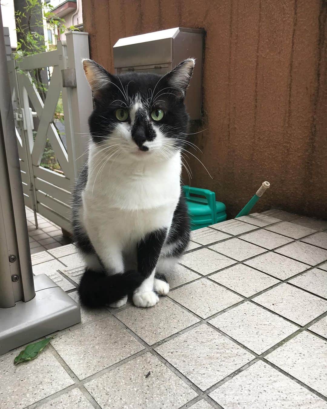 Kachimo Yoshimatsuさんのインスタグラム写真 - (Kachimo YoshimatsuInstagram)「7の付く日は、ナナクロの日 2019年10月7日は、ナナクロはボロボロで 外には、当時いたハナクロ、 それにイカスミ｡ この2人は、おそらく兄弟だと思うのだが…  ナナクロが家に入るまであと1カ月ちょい。  #うちの猫ら #猫 #ねこ #ニャンスタグラム #にゃんすたぐらむ #ねこのきもち #cat #ikasumi #hanakuro #nanakuro #ネコ #catstagram #ネコ部 http://kachimo.exblog.jp」10月7日 23時03分 - kachimo