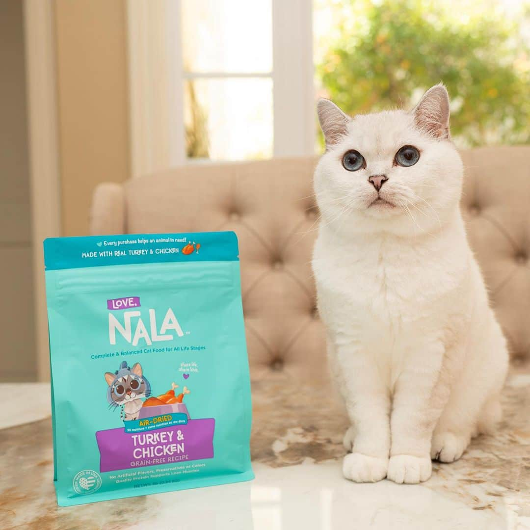 ミスター・ホワイトのインスタグラム：「Congratulations to my sister @nala_cat ❤️ She launched her award winning complete and balance Air Dried Cat food made in the USA 😍 Available for pre order now! Use code “AirDried” for 25% off at checkout during pre order period! www.lovenala.com  #airdried #catfood #lovenala #catsofinstagram #nalacat #nalathecat #lovenalaco」