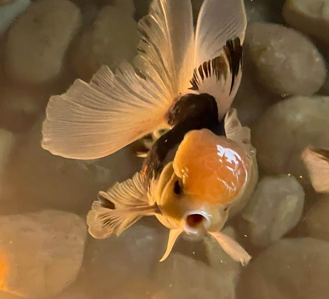 マーク・ジェイコブスのインスタグラム：「introducing Little Noodles.  he is a lemonhead panda Oranda.   #threescompany #pondlife #mylifeaquatic #gratefulnothateful」