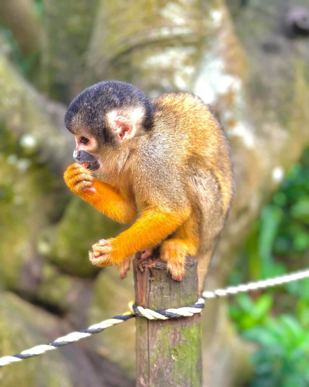Noboru_Yuukiさんのインスタグラム写真 - (Noboru_YuukiInstagram)「. . リスザル可愛すぎた🐒  #石垣島 #やいまむら #リスザル」10月8日 0時33分 - noboru.yuki.1120