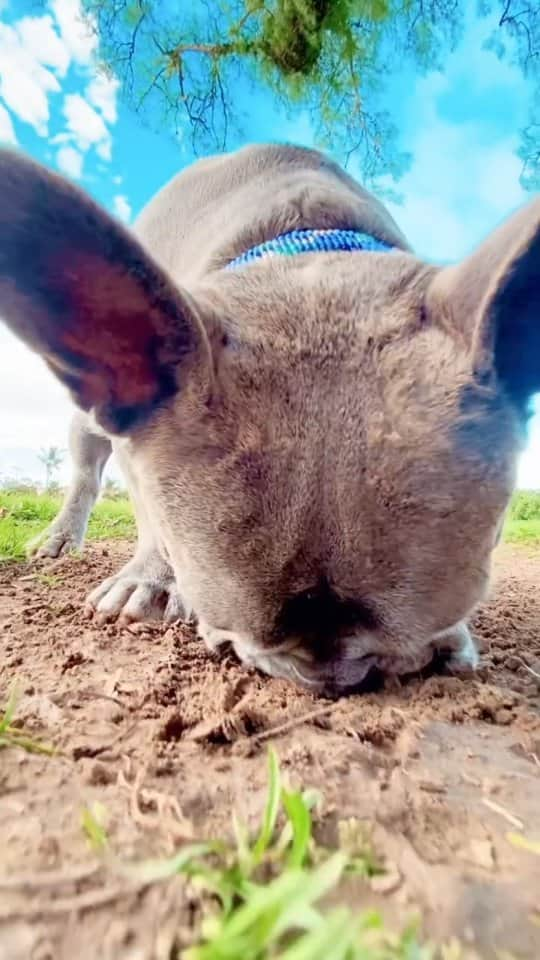 French Bulldogのインスタグラム：「Gopher Hunting Inspection 🕵🏽‍♂️ @theodore_n_elliee  Call 1-800-DIG-THEO ☎️ #volumeup  . . . . .  #soundon #volumeon #asmr #inspector #detective #hunter #hunting #gopher #gophers #gopherhunting #gopherhunter #professional #professionalhunter #homeinspection #huntingdog #dogsofinstagram #funnydog #funnydogs #frenchie #frenchies #frenchbulldog #frenchbulldogs」