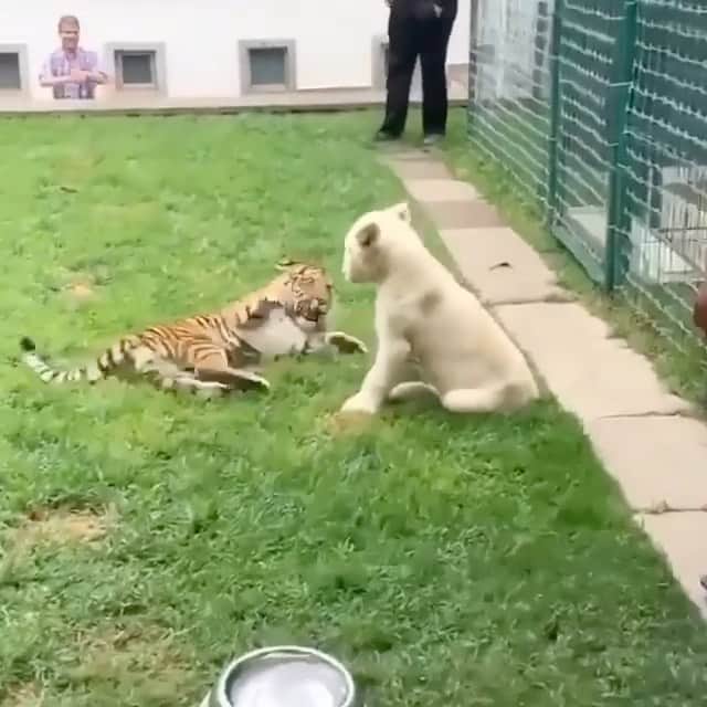 Black Jaguar-White Tiger のインスタグラム：「The Blue Warrior’s first time meeting his siblings…」