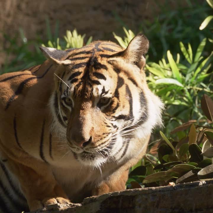 San Diego Zooのインスタグラム：「Thunderbolt and lightning, very, very enlightening ⚡   Recently our tiger siblings Cinta and Berani experienced a thunderstorm created by the Wildlife Care team. The event was designed to simulate the aftermath of a lightning strike to promote problem-solving and sensory cognition.   To mimic a real storm, several elements were included. Fans were used as wind, misters created rain, care specialists played thunder sounds, a tree crew trimmed the tree, and the horticulture team torched the cut branches. They also scattered the scent of prey animals and ended the experience with tasty meat.  This layered, dynamic experience allowed the tigers to interact with their environment in a different way and use their natural instincts.  #Tiger #WeatherEvent #Experience #SanDiegoZoo」