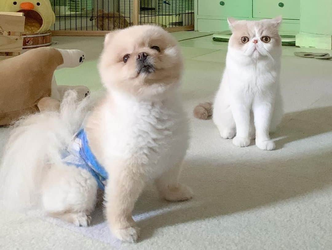 むじさまさんのインスタグラム写真 - (むじさまInstagram)「Bf forever 🐶🐱 #mujisama #mumaru」10月8日 12時58分 - mujisama