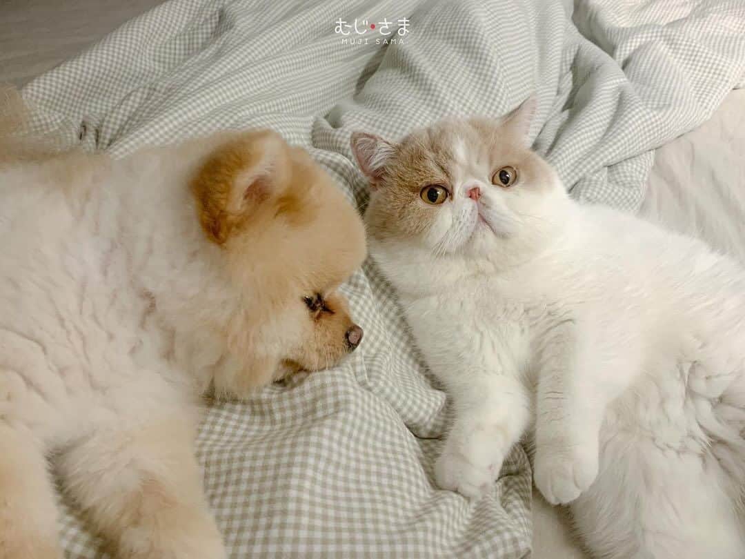 のインスタグラム：「Bf forever 🐶🐱 #mujisama #mumaru」