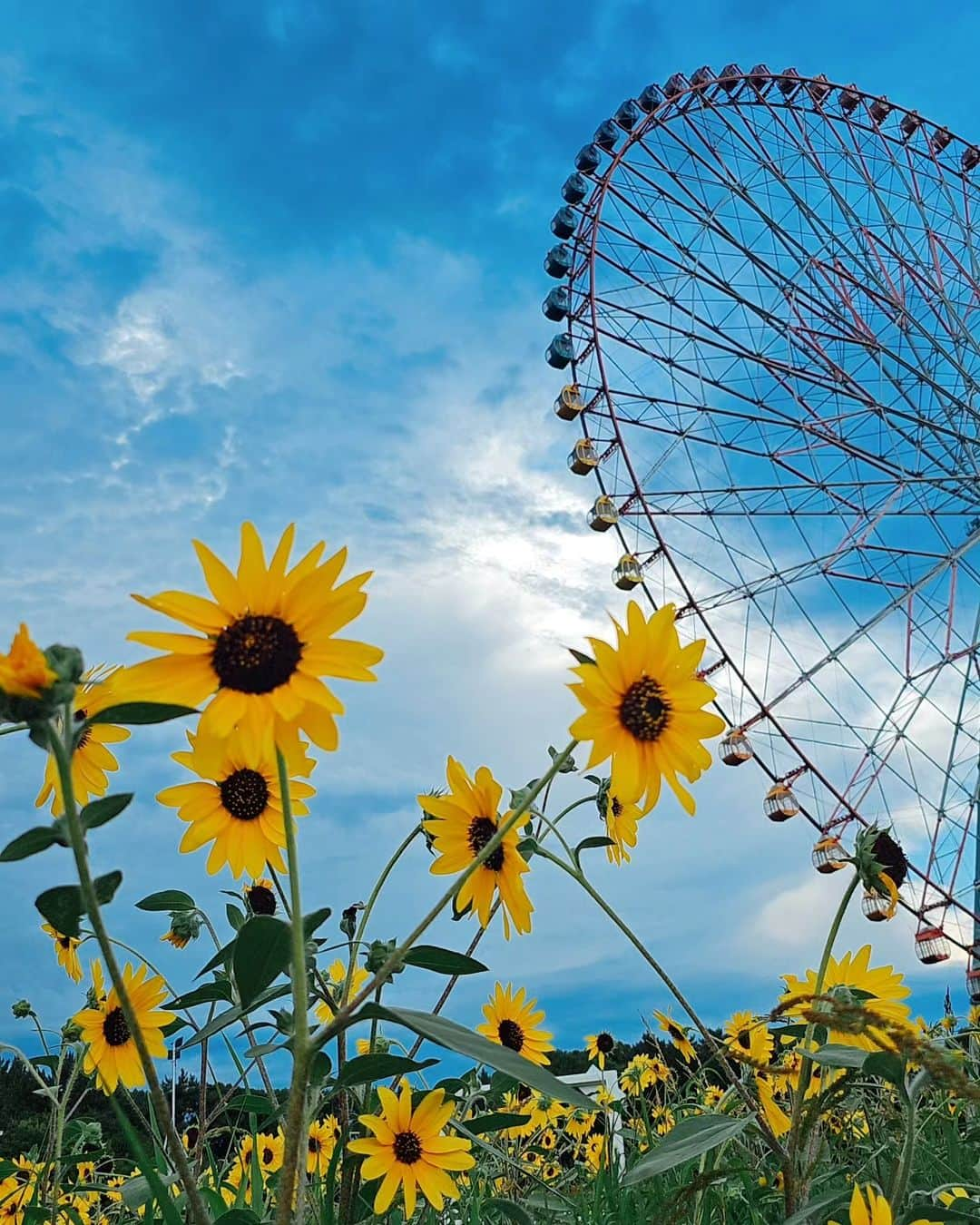 なつみさんのインスタグラム写真 - (なつみInstagram)「7月 ひまわりが終わっちゃう前に 葛西臨海公園に行ってきた🌻 ⁡ ⁡リスナーさんから頂いたアクセサリーたちを連れて🥰⁡ ⁡ ネックレス：akihiro⁡ ブレスレット：チャボ⁡ ⁡ウォッチ：ゆういちくん⁡ ⁡リング：𝕬𝖓𝖌𝖊𝖑 𝕳𝖆𝖑𝖔・ヨッシッシ⁡ ⁡⁡ ⁡いつもありがとう🫶🏻⁡  ⁡ #ライブ配信#ライバー#八重歯#宅建士#宅建#宅地建物取引士#不動産営業#イギリス留学#バセドウ病#吃音症#過敏性腸症候群#🧢なつみ👻🍊#ファッション誌モデル#着物モデル#ランウェイモデル#葛西臨海公園#ひまわり畑#ひまわり#向日葵#gravesdisease#stuttering」10月8日 13時11分 - natsumipeanuts