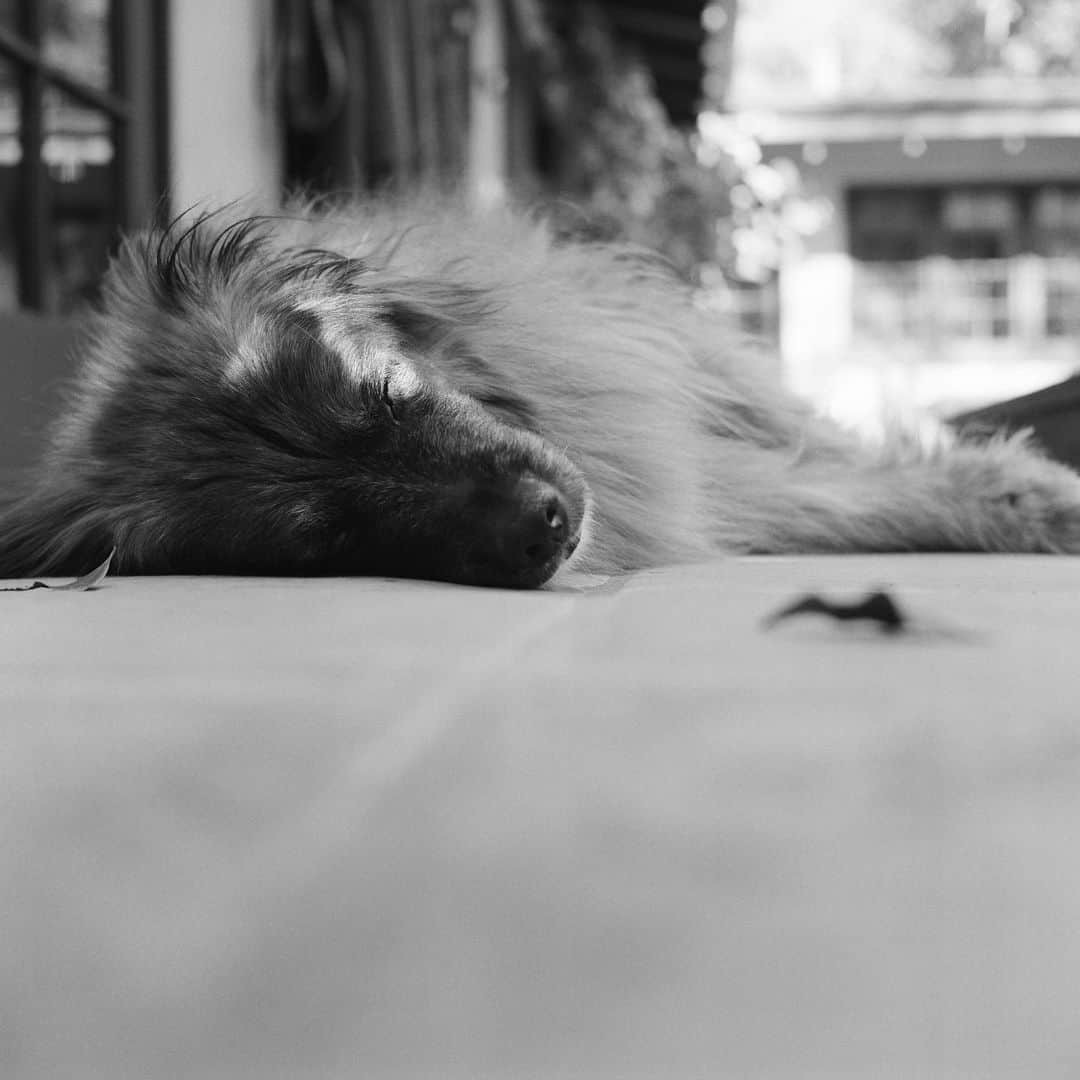 アマンダ・ミシェルカさんのインスタグラム写真 - (アマンダ・ミシェルカInstagram)「A few weeks ago we said goodbye to our beloved Keeva. Josh adopted this sweet girl 15 years ago and I’ve been lucky to know her for the last 6. I’ve never seen a man so devoted to his companion as Josh was to Keeva. Thank you Keeva for showing up for us in mysterious ways lately. Perhaps as a dolphin when Josh is sailing, a butterfly in the garden or a hummingbird we come across on a hike. We’ll always take time to notice your spirit. Our forever real life Snuffleupagus 🐻」10月8日 5時12分 - iamaj