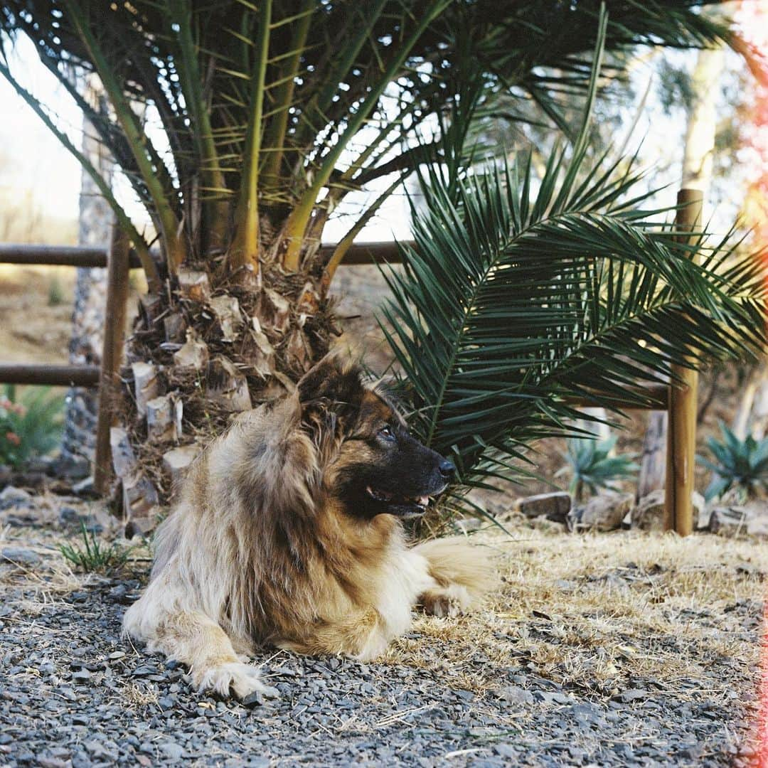 アマンダ・ミシェルカさんのインスタグラム写真 - (アマンダ・ミシェルカInstagram)「A few weeks ago we said goodbye to our beloved Keeva. Josh adopted this sweet girl 15 years ago and I’ve been lucky to know her for the last 6. I’ve never seen a man so devoted to his companion as Josh was to Keeva. Thank you Keeva for showing up for us in mysterious ways lately. Perhaps as a dolphin when Josh is sailing, a butterfly in the garden or a hummingbird we come across on a hike. We’ll always take time to notice your spirit. Our forever real life Snuffleupagus 🐻」10月8日 5時12分 - iamaj