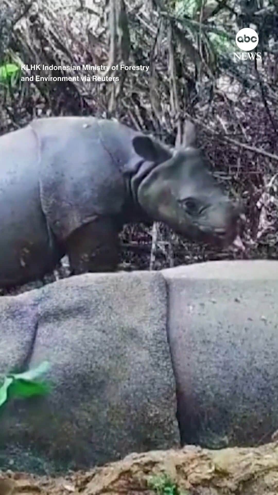ABC Newsのインスタグラム：「A critically endangered 8-month-old Javan rhino calf was discovered on video in Indonesia. They're considered the world's "most threatened" species of rhino with only around 80 individuals, according to the World Wildlife Fund.」