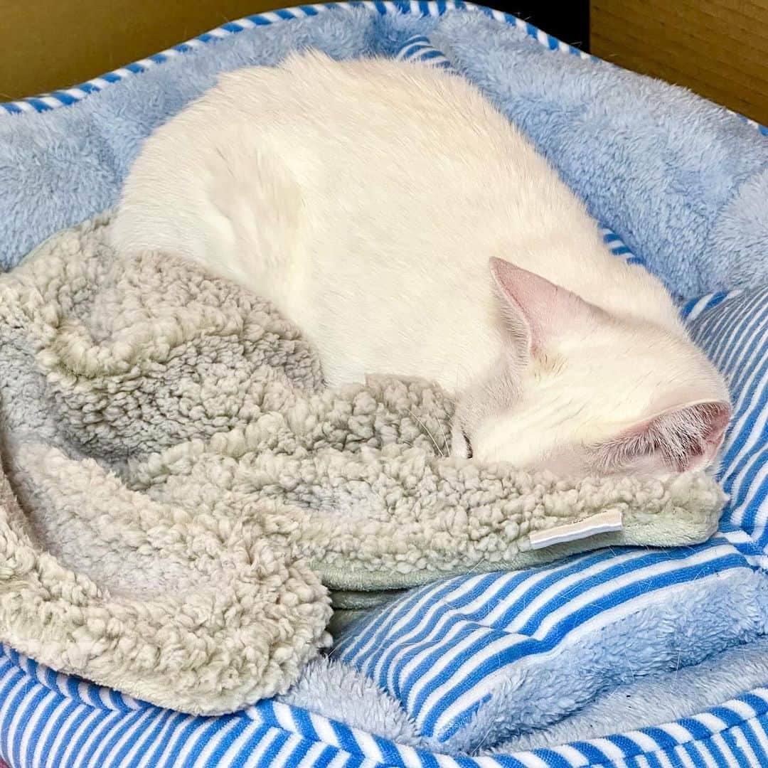 プンクマのインスタグラム：「寒くなってきたのでボアタイプのブランケットを買ってベッドに敷いてあげたら迷惑そうに退かされた。^_^; #青彩 #猫 #ねこ #ブルーアイズ #blueeyes #neko #cat #catlover #catstagram」