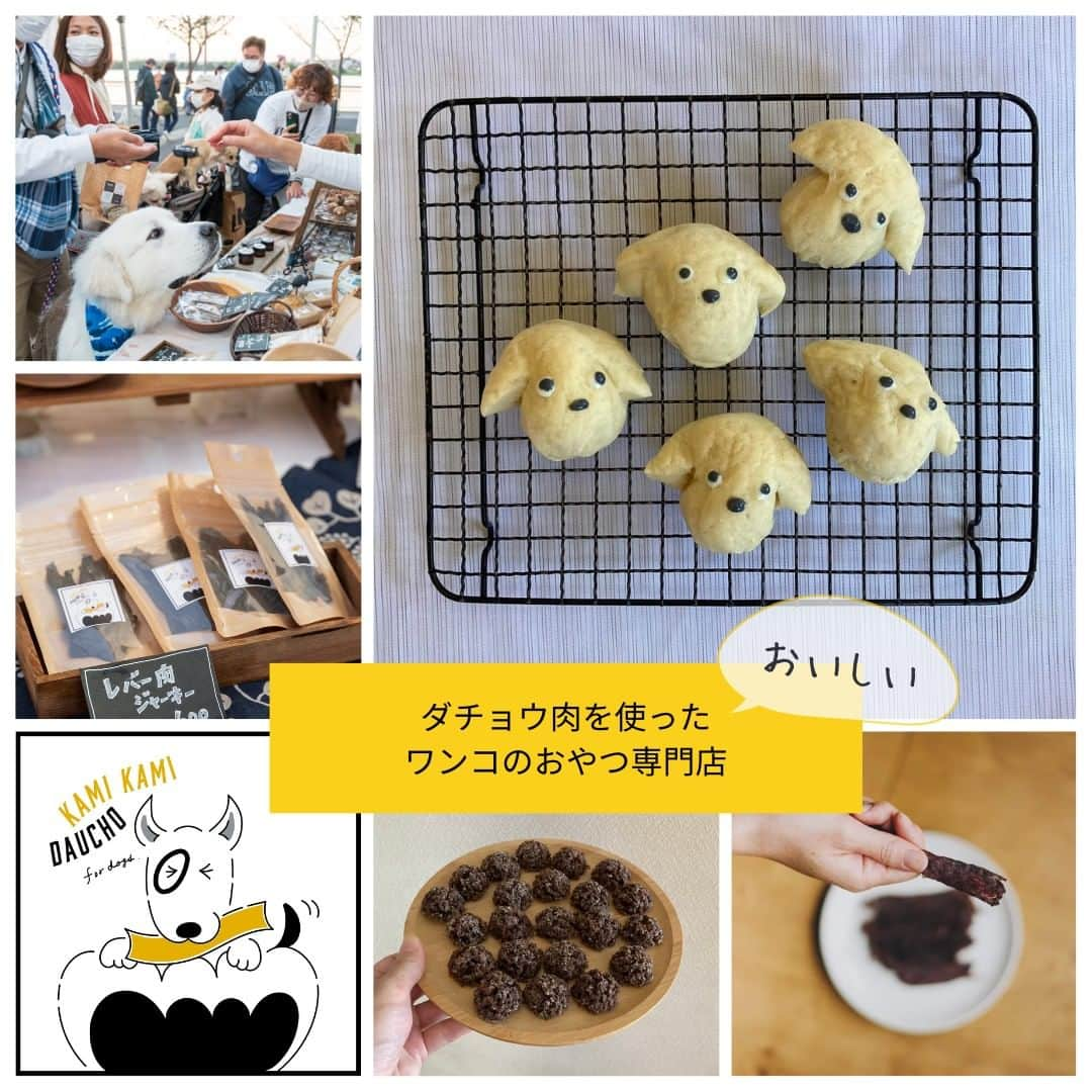 甲斐麻美さんのインスタグラム写真 - (甲斐麻美Instagram)「・ 10/15(日) いぬのおまつり@sosopark  ■出店者紹介  【 ワンコのおやつ、ごはん、フードボール、おもちゃ、ハーネスの販売 】  \\ いぬとわたしteam // （@inuto_watashi ） ----------  みなさんおはようございます！ いぬのおまつり運営 『いぬとわたし』team です🙌  いぬとわたしteamはチームで活動しながら それぞれお店を持っている店主でもあります。 そんな、いぬとわたしteamの飲食&物販が ギュギュッと合同出店！  今回も各店の商品が 見どころたっぷりに並びます✨  ハロウィンや冬のアイテムなど この日だけの限定商品や 定番から新作までどうぞお楽しみに🐕🐾  いぬとわたしteamテントに、ぜひお立ち寄りくださいませ🥰 むさし村山のチラシもたくさん持っていくので、 お持ち帰りくださいね～♩  10/15(日)は、いぬのおまつりでお会いしましょう❣  ▶ワンコのおやつ＆ごはん＆グッズ いぬとわたしteam @inuto_watashi ①六分儀 @dogquiche_sweets_rokubungi ②KAMIKAMI DAUCHO @kamikamidaucho ③Hug moku @chicori_dogs ④coco crochet @coco_.crochet ⑤chicori @chicori_dogs  ----------  ※事前予約等は各出店者さんのDMへ 直接お問い合わせください。  ========== ◆出店リスト  ・草加煎餅とわんこ煎餅/草加煎餅まるそう一福 ・わんこのおやつ/cafe conversion ・犬服、犬雑貨/Sutera1215 ・手作りごはんとおやつ/Popu’s Natural Dog Cafe ・ハンドメイド犬服/M.studio ・パラコードのリード、首輪など/カイアオパラコード ・お魚のジャーキー/いぬのおやつISHIDASHOTEN ・わんちゃんの記念撮影/くるみんphoto  ・犬の洋服屋さん/D3 daifuku dog design ・ペットヒーリング/わんわん先生のペットヒーリング ・譲渡会＆チャリティ物販/保護カフェPETS、ワンぐるみ作家fukukko  ・ワンコのおやつ＆ごはん＆グッズ いぬとわたしteam ①KAMIKAMI DAUCHO ②六分儀 ③chicor i④coco crochet ⑤Hug moku  ≪常設店舗≫ ・うどんスタンド/ユルリ ≪キッチンカー≫ ・和魚ごはん/フードトラック ナカザワ 各店舗の紹介は、順次掲載していきます。 どうぞお楽しみに ♪  ========= いぬのおまつり ========= 日時：10月15日(日)10:00～15:00 ※雨天延期：翌週日曜（10/22） 場所：sosopark  草加駅東口から徒歩3分 埼玉りそな銀行草加支店向かい  #いぬのおまつり #いぬとわたし #sosopark #犬イベント #いぬのいる暮らし #犬好きさんと繋がりたい #草加 #埼玉 #わんこのおやつ #犬のおもちゃ #ハーネス #フードボール」10月8日 8時00分 - inuto_watashi