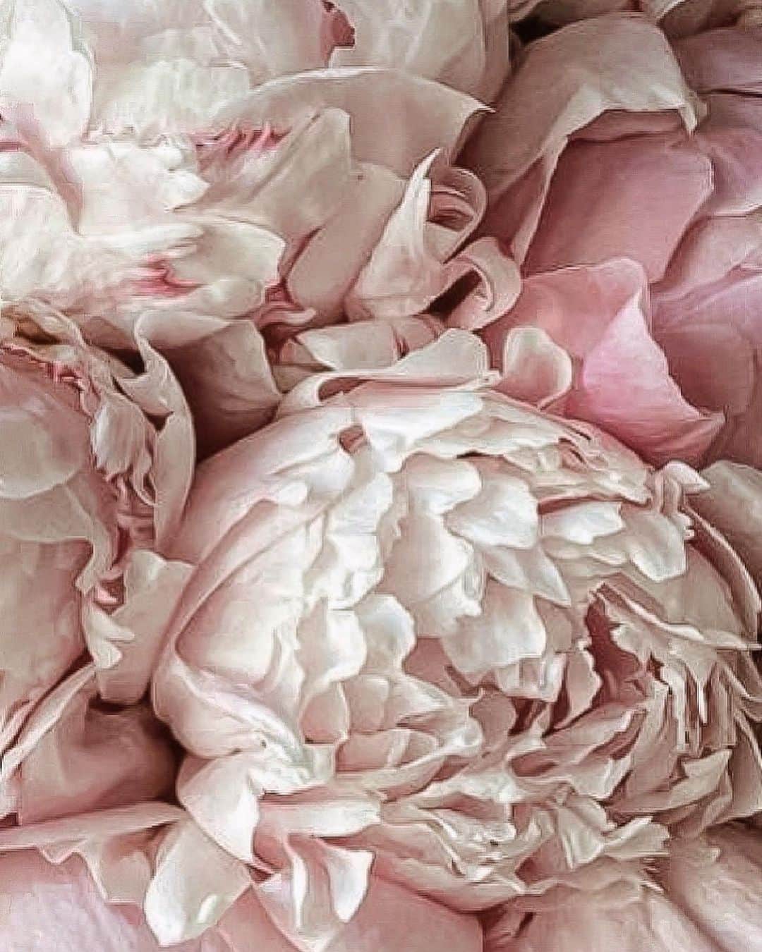 Yukicoさんのインスタグラム写真 - (YukicoInstagram)「🍃🌸🍃🌸🍃  ————————————————————— 見てくださる方にプラスになる投稿をしていきます 是非いいね♡フォロー♡ よろしくお願いいたします𓅟 私の写真の編集については フォトレッスンでレクチャーをしています —————————————————————  #flowers#flowerpower#flowerphotography#flowerporn#flowerslovers#flowerstagram#bouquet#bouquets#btsarmy#jiminpen#btsjimin #ジミンペン」10月8日 8時35分 - yukicolifecom