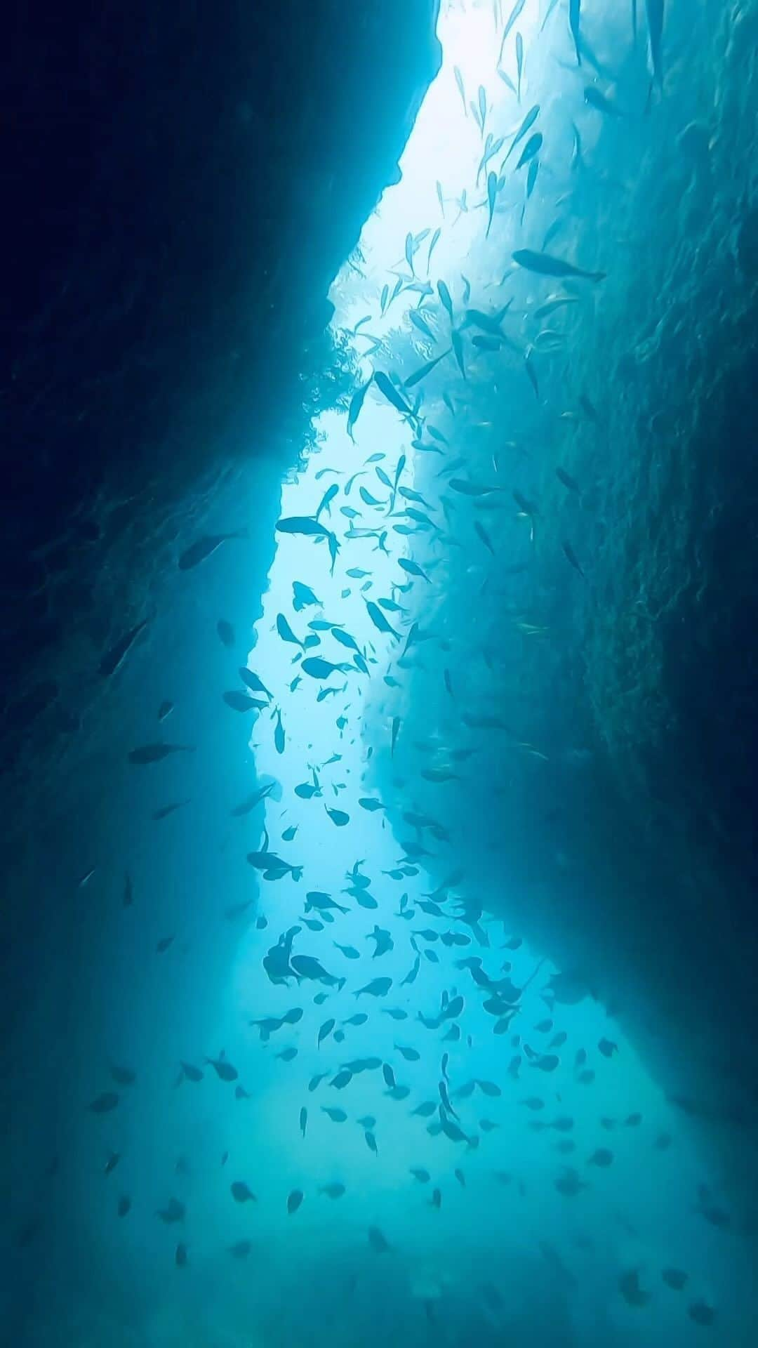 丘咲エミリのインスタグラム：「About 1 year ぶり🐟💜 at 西伊豆/雲見 洞窟三昧🫶🏽  うねりが凄くて、酔い止め持って行って正解だった！ Nice地形！  間をあけずに潜りたいものの、冬来ちゃうので…  ダイブコンピューター、限定色のノリで買ったw 人生2回目のダイコン。1回目のは買ったまま箱ごと消えた。多分盗まれた😂😂  #西伊豆ダイビング #雲見ダイビング #海の中 #洞窟めぐり」