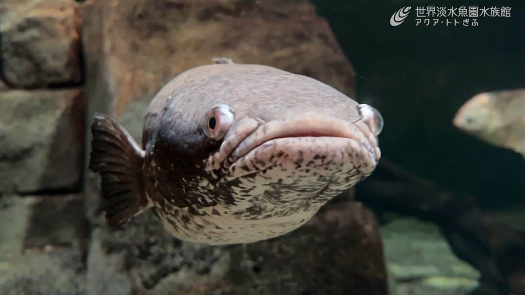 世界淡水魚園水族館 アクア・トト ぎふのインスタグラム：「おはようございます。 午後から雨のようですね。ご来館の際は足元にお気をつけてお越しください。  水槽をじっと見ていると「近づいてくるー！」というシーンに巡り合うことも。間近で観察するチャンスです。驚かせず、近くでじっくりとご覧ください。  #アクアトト #水族館 #aquarium #秋 #ハロウィン #チャンナアウロフラメア #オアシスパーク #河川環境楽園」