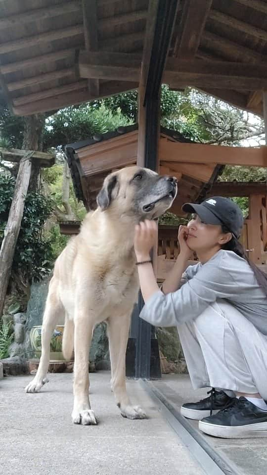 吉松育美のインスタグラム：「Precious time...❤️🐶❤️ 私のセラピー🤣もふもふと戯れると気持ちが落ち着きます😙笑  #大型犬 #犬 #いぬすたぐらむ #ふわもこ部 #犬のいる暮らし #愛犬 #わんこ #いぬのきもち #犬好きな人と繋がりたい #犬のいる生活  #エブリドッグ  #エブリドック ers #dogsofinsta #doggy #pup #dogslife #cutedog #mydog #weeklyfluff #dogsofinstgram #lovedog #doginstagram」