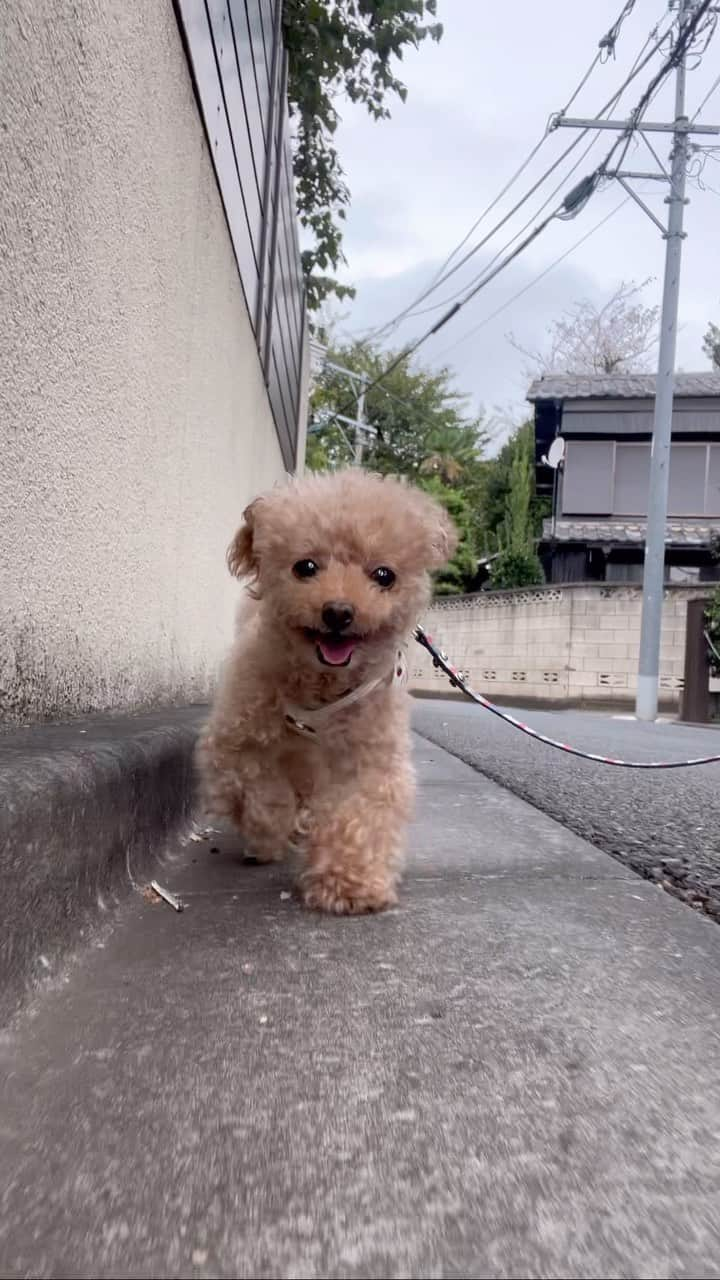 toshiyaotsuboのインスタグラム：「一気に涼しくなって来て、裸ん坊もそろそろ卒業ですなぁ🐶☺️ #プードル#トイプードル#ティーカッププードル#犬#poodle#teacuppoodle#toypoodle#dog#dogstagram#instadog#푸들#caniche#Pudel#貴婦狗#animalsco」