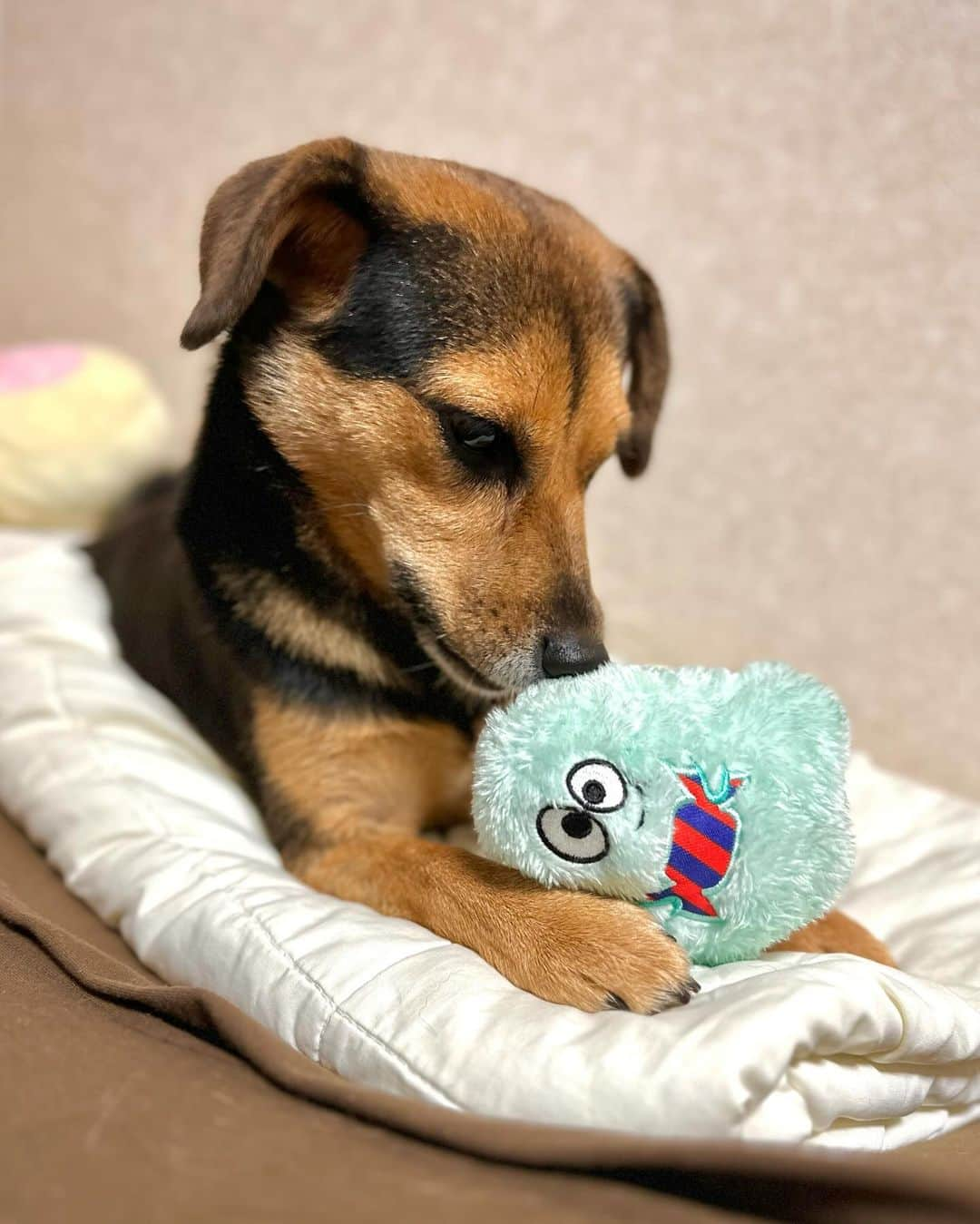 水村リアのインスタグラム：「🧸🐕♡ ⁡ ⁡ おもちゃBOXがもういっぱいです🤯 ⁡ どれも満遍なく どれも定期的に ブームがやってくらしく、 どれも捨てられません😇 ⁡ なのでサブスクの @doggybox_jp  課金してよかったなと思う🤭 ⁡ ⁡ 𓃦꙳✮𖤐༶ 𓃦꙳✮𖤐༶ 𓃦꙳✮𖤐༶ 𓃦꙳✮𖤐༶ #犬 #犬が好き #豆柴 #ミニチュアダックスフント #ミックス犬 #小夏 #🐕」