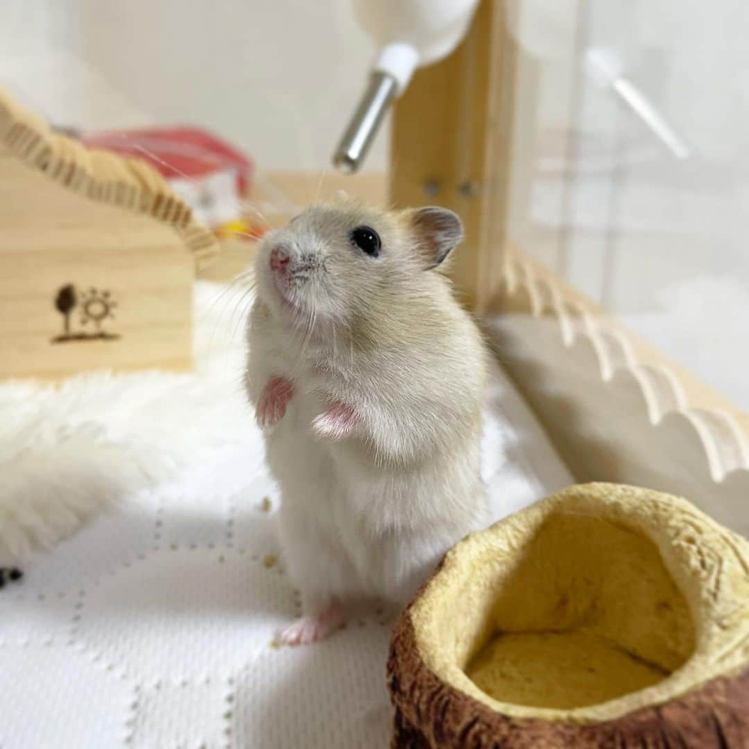 hamster_mocoのインスタグラム：「ご飯はまだかな(っ ॑꒳ ॑c)ﾜｸﾜｸ♥️  空っぽの餌入れを前にご飯のおねだりをするゆずちゃん🍊🤭 2023.10.8 ✼••┈┈••✼••┈┈••✼••┈┈••✼••┈┈••✼  #ハムスターゆず#ハムスター#ジャンガリアンハムスター#ジャンガリアン#ジャンガリアンプディング#プディングジャンガリアン#イエロージャンガリアン#ふわもこ部 #モフモフ#ペット#親バカ部 #hamster#djungarian#hamstagram#hammy#happy_pets#PET_OF_OUR_WORLD#igersjp#ig_japan#instapet#weeklyfluff#kawaii#cute#仓鼠#정글리안#햄스터」