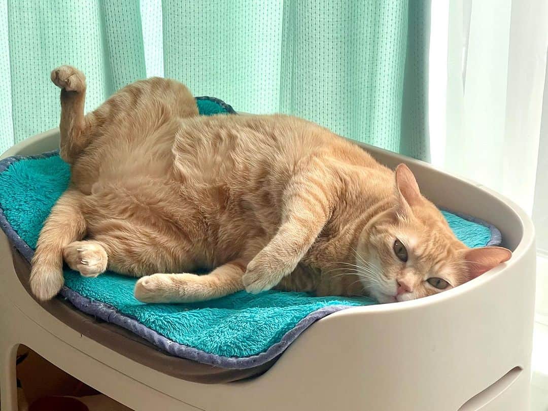 田中要次のインスタグラム：「#猫Chai #Bo_nyans #猫のいる暮らし」