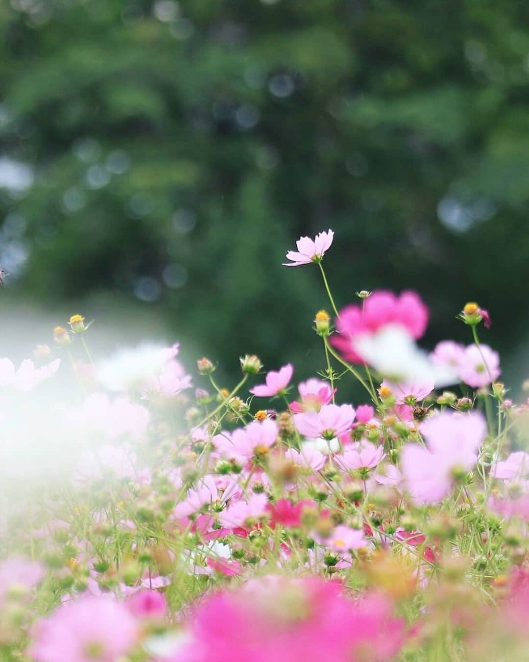 LIFE with CAMERAのインスタグラム：「#コスモス #秋桜 Photo by @nao.51 https://buff.ly/46CZnSP . ＼ユーザーのみなさまの作品を紹介中／ . EOS M200・M100・M10に限らず、すべてのCanonのカメラで撮影された写真や動画に、指定のハッシュタグをつけて投稿いただいた作品をシェアさせていただきます！ . ▽指定ハッシュタグはこちら #LIFEwithCAMERA + #機材名 （例：#eosm200、#eosr10、#powershotg7xmk3など） . （※）紹介させていただく際は事前にご連絡はいたしませんのでご了承ください。 （※）投稿いただく写真に使用される著作物、肖像については、ご本人が著作権を有するもの、又は権利者から事前に使用承諾を得たものであるものとします。ご投稿いただく写真に関して万一問題が生じた場合は当事務局は責任を負いかねますことご了承ください。 . Canonのカメラの詳細は、本アカウントのプロフィール（ @canon_eosm ）にあるURLからご覧ください。 . #eosm10 #my_eosm10 #eos_m #LIFEwithCAMERA #LIFE_with_CAMERA #カメラのある生活 #Canon #キヤノン #EOS #powershot」