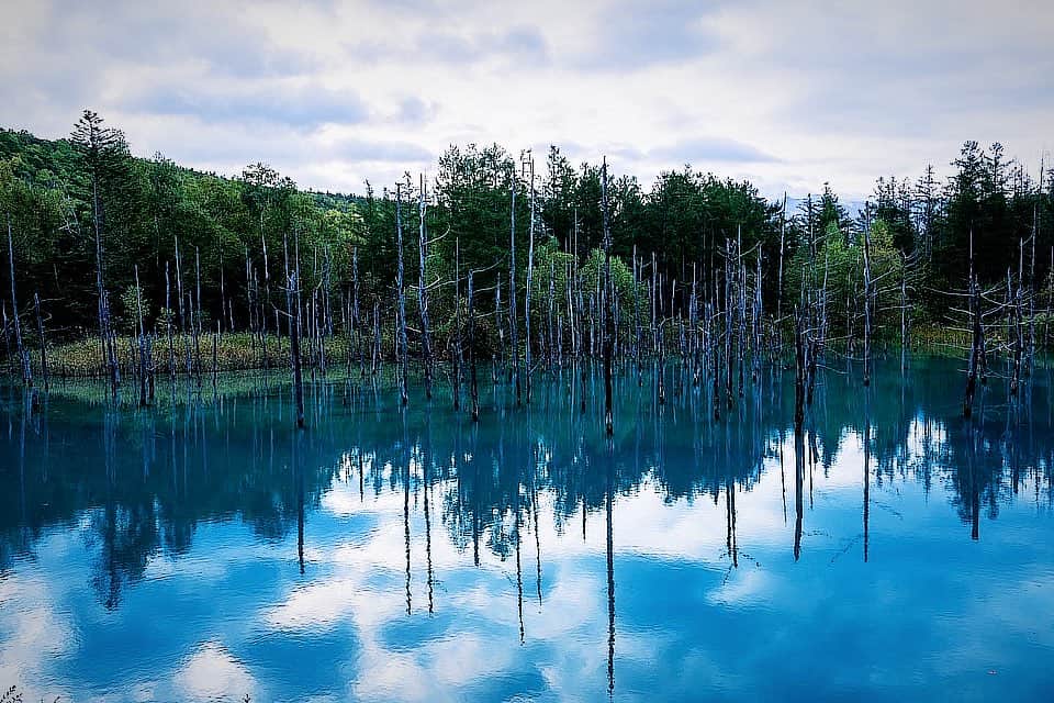 Michael Yamashitaのインスタグラム：「Blue Pond: Hokkaido’s famous Biei Blue Pond was made by accident, as the by-product of attempts to control mudslides. Aluminum from the soil seeping into the water scatters the sunlight causing the pond to look blue. But depending on the time of day and the light, the reflection can also look green and every shade in between. #bluepond #blue #bieibluepond #hokkaido #hokkaidoblue」