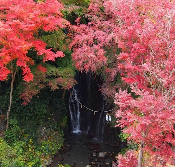 【公式】箱根湯本温泉 天成園のインスタグラム：「♨ 涼しい日も増えてきて、いよいよ秋の訪れを感じますね🍁🍁  紅葉の見頃はまだまだ先ですが、箱根の山も少しづつ秋の色合いに近づいてきました 涼しい秋風を感じながら入る温泉はとっても気持ち良いですよ♨️  ベストシーズンには、露天風呂からはもちろん内風呂からも鮮やかな紅葉を楽しむことが出来ます  今年の紅葉狩りは、是非箱根へお越しください🍁  #箱根 #箱根湯本 #天成園 #箱根湯本温泉 #天成園箱根湯本 #温泉 #本格温泉 #箱根ホテル #箱根旅館 #箱根旅行 #旅行 #個室 #貸し切り #レンタル浴衣 #露天風呂 #日本庭園 #神社 #滝 #日帰り温泉 #hakone #箱根グルメ」