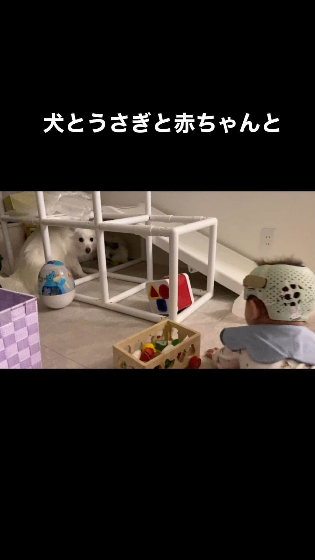 玉木碧のインスタグラム：「#犬 #日本スピッツ #ハク #うさぎ #ライオンラビット #モフ #赤ちゃん #生後8ヶ月  #犬と赤ちゃん #犬とうさぎ #うさぎと赤ちゃん」