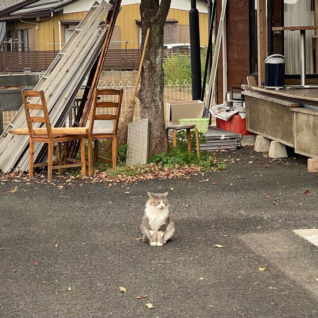 蓼沼優衣さんのインスタグラム写真 - (蓼沼優衣Instagram)「つくばにあるCHAPIOっていう猫がいるカフェに行ってきたんだけどみんな人懐っこくてめちゃめちゃ可愛かった🥹🥹  茶色と黒の猫ちゃんに関しては退店するまでずっとお膝の上で寝ててほんとに帰りたくなかった🥹🥹  絶対絶対また行きたい🥹🥹🥹   #つくばカフェ  #つくばランチ  #つくば  #chapio  #chapiocoffeebrewers  #猫カフェ」10月8日 21時44分 - tadeyui