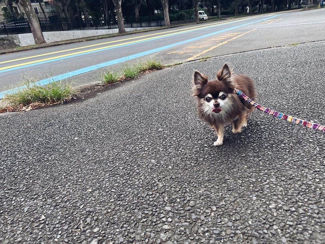 篠原真衣さんのインスタグラム写真 - (篠原真衣Instagram)「まだ夏ナツしてたあの日ー。 自転車という無敵アイテムで、ヒョイっとリルと駒沢公園まで行った日。 そしてさらに少し遡って、ガンガンの夏は、素朴なかき氷食べたな。 どちらもリルの代わりにめちゃくちゃ蚊に刺されまくったガードマン篠原の思い出🦸🏻‍♂️  毎日が必死でこの時のリルの体調がどんなもんだったかつい最近なのに、パッと思い出せない笑（いつもピンチな様な？） でもこんな瞬間は、 とにかくいい笑顔だこと☺️ そんな思い出を大事に出来てたらいいか🫶 #リルさま#リルさまの休日#リルさま闘病中」10月8日 22時00分 - shinomai425