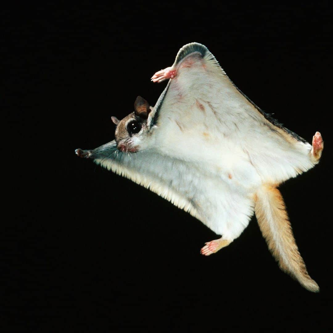アニマルプラネットのインスタグラム：「Wheeeeeeeeee! 🪂  Flying squirrels use a furry membrane between their wrists and ankles to glide long distances in search of goodies from fruit to birds' eggs.   📷: Joe McDonald  #Nocturnal #Fall #Halloween #FlyingSquirrel #Wildlife」