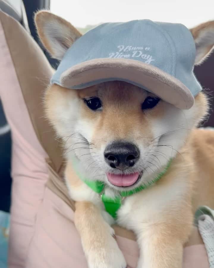 のインスタグラム：「. . 僕キャップ似合ってるかな🐶🧢  …かわいい🤭  明日からお出かけで少し遠出をします 福と富は行ったことのない場所！ (パパも行ったことない場所、わたしは過去に一度だけ)  さぁどこへ行くでしょう🚗💨  インスタのストーリーズやYouTubeでもお出かけの様子を更新していくのでよかったら見てください✨  今日は早く寝るぞー！ 楽しみ🐶🐶💤  . .  #mylove #doglover  #dogstagram #dogs  #shiba #shibainu #shibalove #shibadog  #shibagram #shibamania #shibalife  #shiba_snap #柴犬 #豆柴 #多頭飼い #犬のいる暮らし #犬のいる生活  #doglover #dogstagram #shibaaaaainu #barked #9gag  #thedailyshibainu #시바견　#시바이누 #小狗  @shiba_snap @barked @everydoglover @9gag」