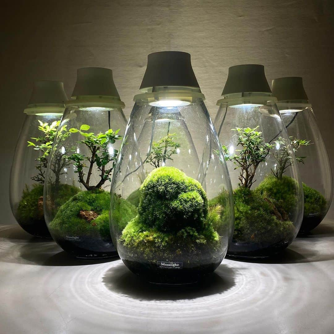 Mosslight-LEDさんのインスタグラム写真 - (Mosslight-LEDInstagram)「Mosslight  #mosslight #モスライト  #terrarim#テラリウム #moss#苔#コケ#paludariums #パルダリウム #terrariums#terariums #terariumdesign」10月8日 13時49分 - mosslight1955