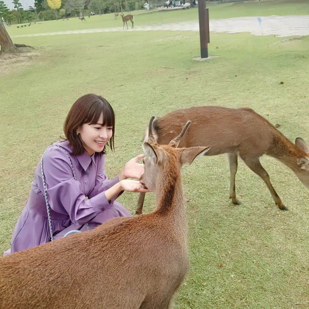 さとう珠緒さんのインスタグラム写真 - (さとう珠緒Instagram)「お出かけするのに良い季節ですね  奈良の鹿さん達  元気そうで良かった  #奈良 #鹿 #寺 #良い一日を☆」10月8日 14時43分 - tamao_satoh