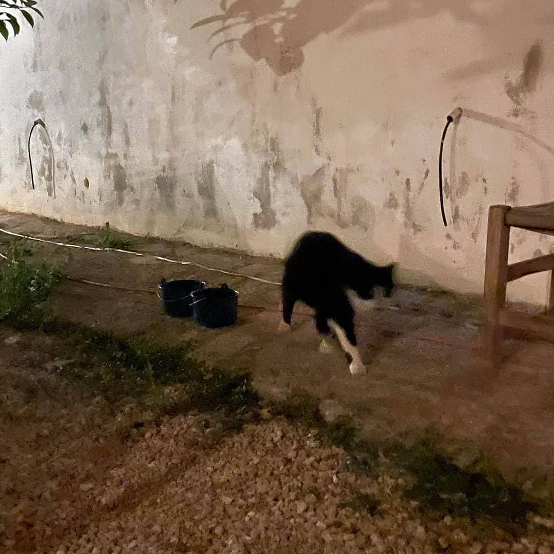 中里亜美さんのインスタグラム写真 - (中里亜美Instagram)「A wine bar with cats is a good wine bar🐈🍷🪻🌱 Carlos&Roberta!🥰  @casa.lhasa.ibiza   イビサで @youshirou_sahaji_nishida 先生チョイスのワインバー。 また必ず行きたい。やっぱり猫だねぇ…  @izaskunlevy 🩷❤️💜  #ibiza #naturewine #vinnaturel  #猫 #世界平和 #🐈」10月8日 15時06分 - __ami__go__