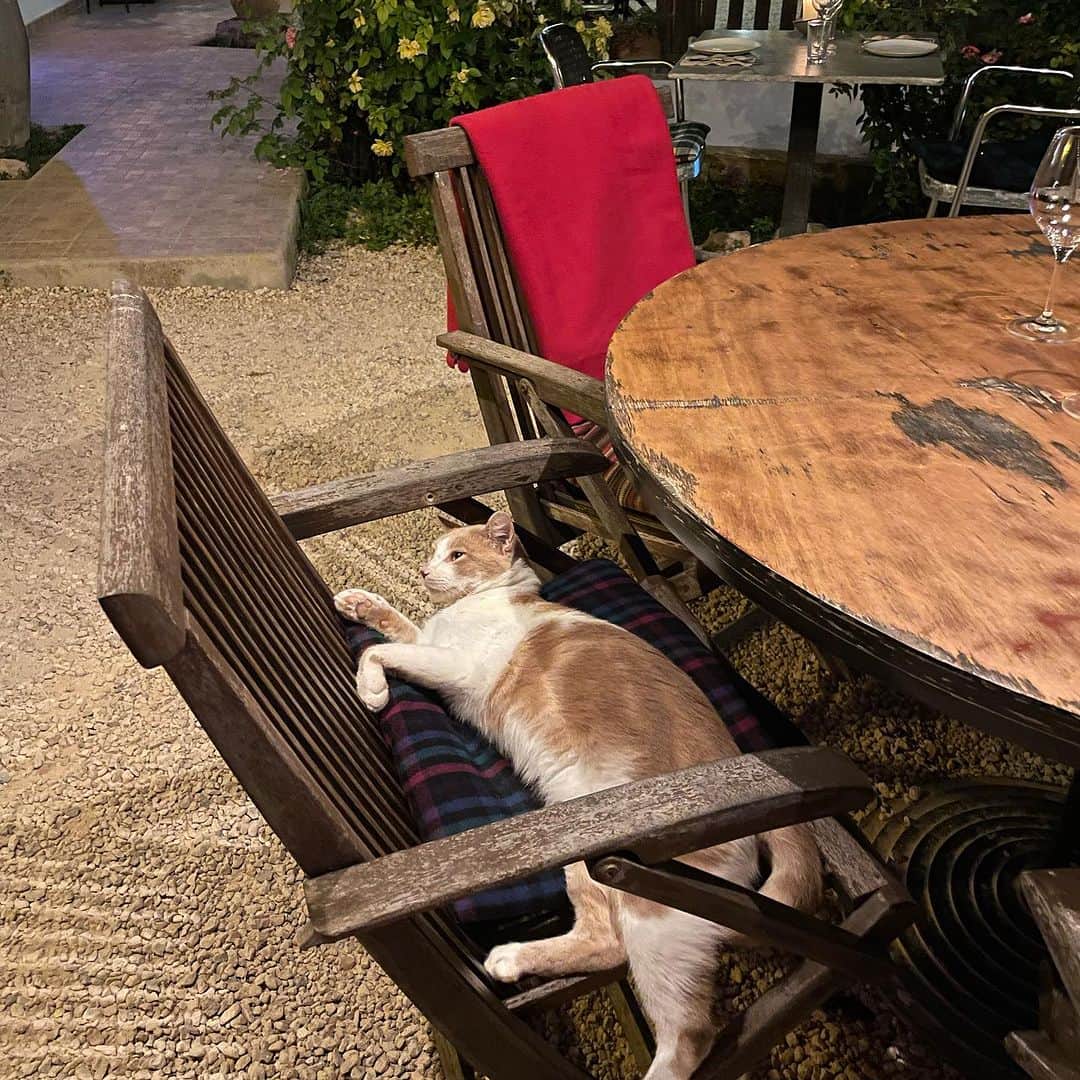 中里亜美さんのインスタグラム写真 - (中里亜美Instagram)「A wine bar with cats is a good wine bar🐈🍷🪻🌱 Carlos&Roberta!🥰  @casa.lhasa.ibiza   イビサで @youshirou_sahaji_nishida 先生チョイスのワインバー。 また必ず行きたい。やっぱり猫だねぇ…  @izaskunlevy 🩷❤️💜  #ibiza #naturewine #vinnaturel  #猫 #世界平和 #🐈」10月8日 15時06分 - __ami__go__
