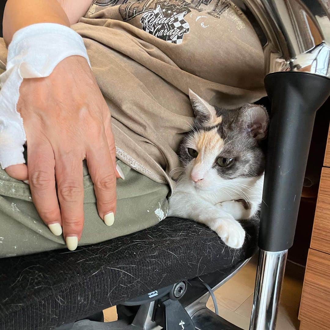 池沢理美さんのインスタグラム写真 - (池沢理美Instagram)「天然腰温熱器 やわらぎもなたん  #この間まで暑くて困ってた #今はぬくくてしあわせ #猫 #ねこ #猫のいる暮らし   #私の手は包帯じゃなくて描くためのもの #液タブ用手袋」10月8日 15時36分 - ikezawasatomi