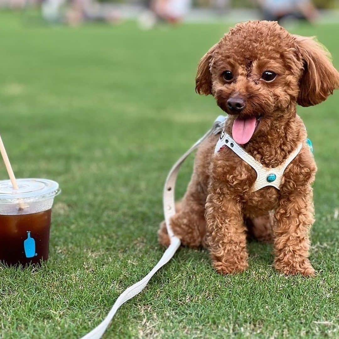 Blue Bottle Coffee Japanさんのインスタグラム写真 - (Blue Bottle Coffee JapanInstagram)「「ドッグウィーク」開催中、ワンちゃんと一緒にカフェにお越しいただいたみなさま、ありがとうございました🐶💙⁠ ⁠ ブルーボトルコーヒー カフェには、ワンちゃんを連れてご来店いただくゲストが多くいらっしゃいます。⁠ ⁠ そんなドックオーナーの方やワンちゃんへ日頃の感謝込めて開催したドッグウィークでは、対象カフェにてドリンクをオーダーいただいたお客さまに「ドッグトリーツ(おやつ) 」とワンちゃんのイラスト入りの「オリジナルステッカー」をプレゼントさせていただきました。⁠ ⁠ ドッグウィーク期間中にハッシュタグ #DogsOfBlueBottle⁠ をつけて投稿いただいた可愛いゲストをご紹介いたします。 素敵なお写真をシェアいただきありがとうございました！⁠ ⁠ ⁠ ・1 枚目：マカロンちゃん⁠ Photo by @macarontan_cafe⁠ ⁠ ・2 枚目：もなかちゃん⁠ Photo by @monaka_mame_shiba⁠ ⁠ ・3 枚目：リアンくん⁠ Photo by @robinlove1008⁠ ⁠ ・4 枚目：ルナちゃん⁠ Photo by @ weimaraner_luna2020⁠ ⁠ Thank you for sharing!⁠ ⁠ ⁠ 今期のドッグウィークは終了しましたが、ブルーボトルコーヒーではワンちゃんと一緒にご来店いただいたお客さまにオリジナルドッグトリーツ(おやつ)をご用意しています✨⁠ テラス席でワンちゃんと一緒に素敵なコーヒータイムをお楽しみいただけましたら幸いです。 ⁠ また 100g 入りの「ドッグトリーツ」も販売しております🐕⁠ ⁠ ＊ドッグトリーツご提供カフェ：清澄白河、中目黒、渋谷、みなとみらい、池袋、三軒茶屋、広尾、六本木、白井屋、京都、神戸阪急⁠ ⁠ ⁠ ⁠ ⁠#DogsOfBlueBottle⁠ #ブルーボトルコーヒー⁠ #BlueBottleCoffee」10月8日 15時50分 - bluebottlejapan