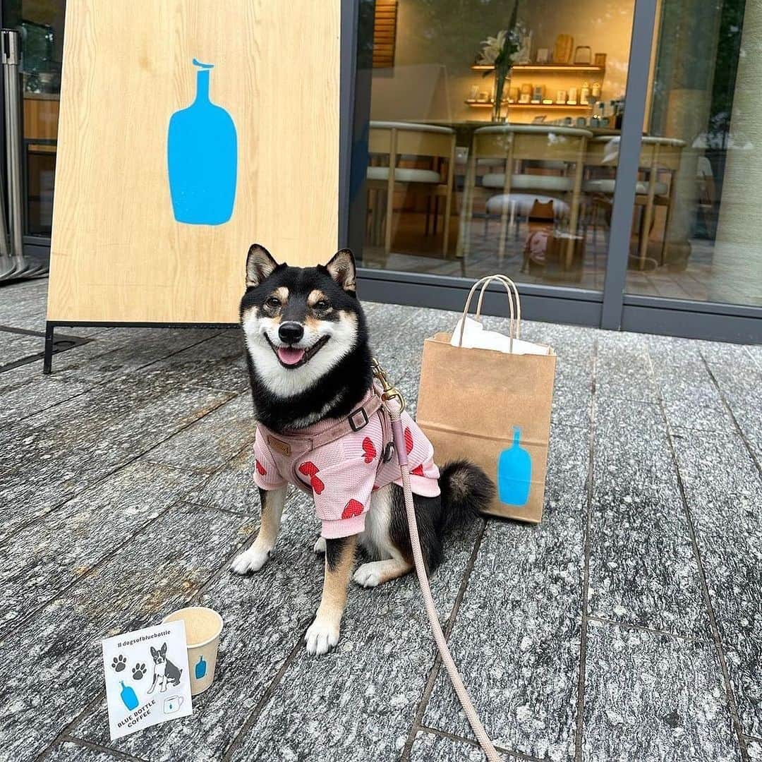 Blue Bottle Coffee Japanさんのインスタグラム写真 - (Blue Bottle Coffee JapanInstagram)「「ドッグウィーク」開催中、ワンちゃんと一緒にカフェにお越しいただいたみなさま、ありがとうございました🐶💙⁠ ⁠ ブルーボトルコーヒー カフェには、ワンちゃんを連れてご来店いただくゲストが多くいらっしゃいます。⁠ ⁠ そんなドックオーナーの方やワンちゃんへ日頃の感謝込めて開催したドッグウィークでは、対象カフェにてドリンクをオーダーいただいたお客さまに「ドッグトリーツ(おやつ) 」とワンちゃんのイラスト入りの「オリジナルステッカー」をプレゼントさせていただきました。⁠ ⁠ ドッグウィーク期間中にハッシュタグ #DogsOfBlueBottle⁠ をつけて投稿いただいた可愛いゲストをご紹介いたします。 素敵なお写真をシェアいただきありがとうございました！⁠ ⁠ ⁠ ・1 枚目：マカロンちゃん⁠ Photo by @macarontan_cafe⁠ ⁠ ・2 枚目：もなかちゃん⁠ Photo by @monaka_mame_shiba⁠ ⁠ ・3 枚目：リアンくん⁠ Photo by @robinlove1008⁠ ⁠ ・4 枚目：ルナちゃん⁠ Photo by @ weimaraner_luna2020⁠ ⁠ Thank you for sharing!⁠ ⁠ ⁠ 今期のドッグウィークは終了しましたが、ブルーボトルコーヒーではワンちゃんと一緒にご来店いただいたお客さまにオリジナルドッグトリーツ(おやつ)をご用意しています✨⁠ テラス席でワンちゃんと一緒に素敵なコーヒータイムをお楽しみいただけましたら幸いです。 ⁠ また 100g 入りの「ドッグトリーツ」も販売しております🐕⁠ ⁠ ＊ドッグトリーツご提供カフェ：清澄白河、中目黒、渋谷、みなとみらい、池袋、三軒茶屋、広尾、六本木、白井屋、京都、神戸阪急⁠ ⁠ ⁠ ⁠ ⁠#DogsOfBlueBottle⁠ #ブルーボトルコーヒー⁠ #BlueBottleCoffee」10月8日 15時50分 - bluebottlejapan