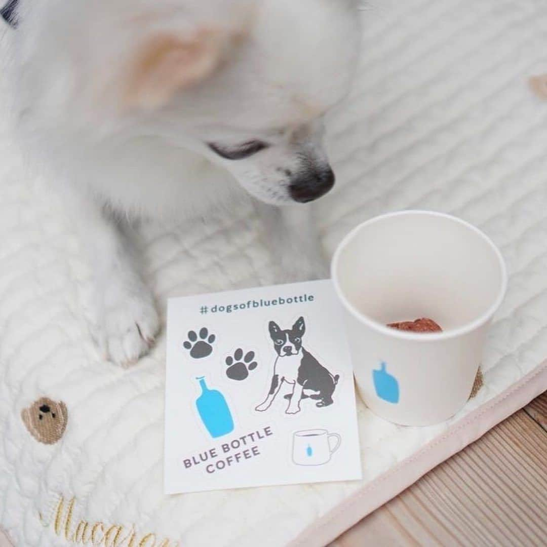 Blue Bottle Coffee Japanさんのインスタグラム写真 - (Blue Bottle Coffee JapanInstagram)「「ドッグウィーク」開催中、ワンちゃんと一緒にカフェにお越しいただいたみなさま、ありがとうございました🐶💙⁠ ⁠ ブルーボトルコーヒー カフェには、ワンちゃんを連れてご来店いただくゲストが多くいらっしゃいます。⁠ ⁠ そんなドックオーナーの方やワンちゃんへ日頃の感謝込めて開催したドッグウィークでは、対象カフェにてドリンクをオーダーいただいたお客さまに「ドッグトリーツ(おやつ) 」とワンちゃんのイラスト入りの「オリジナルステッカー」をプレゼントさせていただきました。⁠ ⁠ ドッグウィーク期間中にハッシュタグ #DogsOfBlueBottle⁠ をつけて投稿いただいた可愛いゲストをご紹介いたします。 素敵なお写真をシェアいただきありがとうございました！⁠ ⁠ ⁠ ・1 枚目：マカロンちゃん⁠ Photo by @macarontan_cafe⁠ ⁠ ・2 枚目：もなかちゃん⁠ Photo by @monaka_mame_shiba⁠ ⁠ ・3 枚目：リアンくん⁠ Photo by @robinlove1008⁠ ⁠ ・4 枚目：ルナちゃん⁠ Photo by @ weimaraner_luna2020⁠ ⁠ Thank you for sharing!⁠ ⁠ ⁠ 今期のドッグウィークは終了しましたが、ブルーボトルコーヒーではワンちゃんと一緒にご来店いただいたお客さまにオリジナルドッグトリーツ(おやつ)をご用意しています✨⁠ テラス席でワンちゃんと一緒に素敵なコーヒータイムをお楽しみいただけましたら幸いです。 ⁠ また 100g 入りの「ドッグトリーツ」も販売しております🐕⁠ ⁠ ＊ドッグトリーツご提供カフェ：清澄白河、中目黒、渋谷、みなとみらい、池袋、三軒茶屋、広尾、六本木、白井屋、京都、神戸阪急⁠ ⁠ ⁠ ⁠ ⁠#DogsOfBlueBottle⁠ #ブルーボトルコーヒー⁠ #BlueBottleCoffee」10月8日 15時50分 - bluebottlejapan