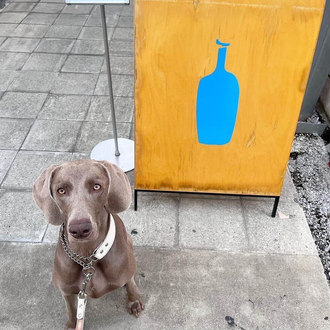 Blue Bottle Coffee Japanさんのインスタグラム写真 - (Blue Bottle Coffee JapanInstagram)「「ドッグウィーク」開催中、ワンちゃんと一緒にカフェにお越しいただいたみなさま、ありがとうございました🐶💙⁠ ⁠ ブルーボトルコーヒー カフェには、ワンちゃんを連れてご来店いただくゲストが多くいらっしゃいます。⁠ ⁠ そんなドックオーナーの方やワンちゃんへ日頃の感謝込めて開催したドッグウィークでは、対象カフェにてドリンクをオーダーいただいたお客さまに「ドッグトリーツ(おやつ) 」とワンちゃんのイラスト入りの「オリジナルステッカー」をプレゼントさせていただきました。⁠ ⁠ ドッグウィーク期間中にハッシュタグ #DogsOfBlueBottle⁠ をつけて投稿いただいた可愛いゲストをご紹介いたします。 素敵なお写真をシェアいただきありがとうございました！⁠ ⁠ ⁠ ・1 枚目：マカロンちゃん⁠ Photo by @macarontan_cafe⁠ ⁠ ・2 枚目：もなかちゃん⁠ Photo by @monaka_mame_shiba⁠ ⁠ ・3 枚目：リアンくん⁠ Photo by @robinlove1008⁠ ⁠ ・4 枚目：ルナちゃん⁠ Photo by @ weimaraner_luna2020⁠ ⁠ Thank you for sharing!⁠ ⁠ ⁠ 今期のドッグウィークは終了しましたが、ブルーボトルコーヒーではワンちゃんと一緒にご来店いただいたお客さまにオリジナルドッグトリーツ(おやつ)をご用意しています✨⁠ テラス席でワンちゃんと一緒に素敵なコーヒータイムをお楽しみいただけましたら幸いです。 ⁠ また 100g 入りの「ドッグトリーツ」も販売しております🐕⁠ ⁠ ＊ドッグトリーツご提供カフェ：清澄白河、中目黒、渋谷、みなとみらい、池袋、三軒茶屋、広尾、六本木、白井屋、京都、神戸阪急⁠ ⁠ ⁠ ⁠ ⁠#DogsOfBlueBottle⁠ #ブルーボトルコーヒー⁠ #BlueBottleCoffee」10月8日 15時50分 - bluebottlejapan