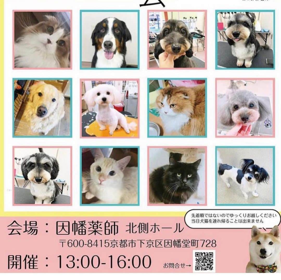 くるみさんのインスタグラム写真 - (くるみInstagram)「犬ねこ譲渡会のお知らせだよ〜  犬や猫をお迎えしたいなって考えている皆さん、 ぜひぜひ脚をお運びください🐾  保護犬保護猫🐶は飼ったことないけど… と心配なあなたにも、 プロボランティアスタッフさんが ピッタリのご縁を結んでくれます。  犬猫さんもあなたもしあわせになるこのご縁に、 ぜひご参加ください☺️  日時：10月9日（月・祝）13時〜16時 場所：京都　印幡薬師　北側ホール  よろしくお願いします  . #ねこ姉妹かわいすぎる」10月8日 15時52分 - kurukurukurumi222
